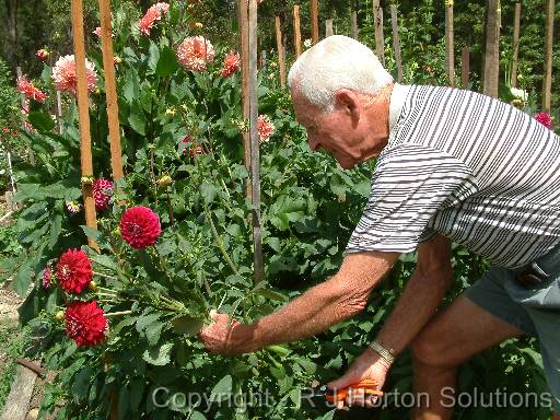 Picking Dahlias 